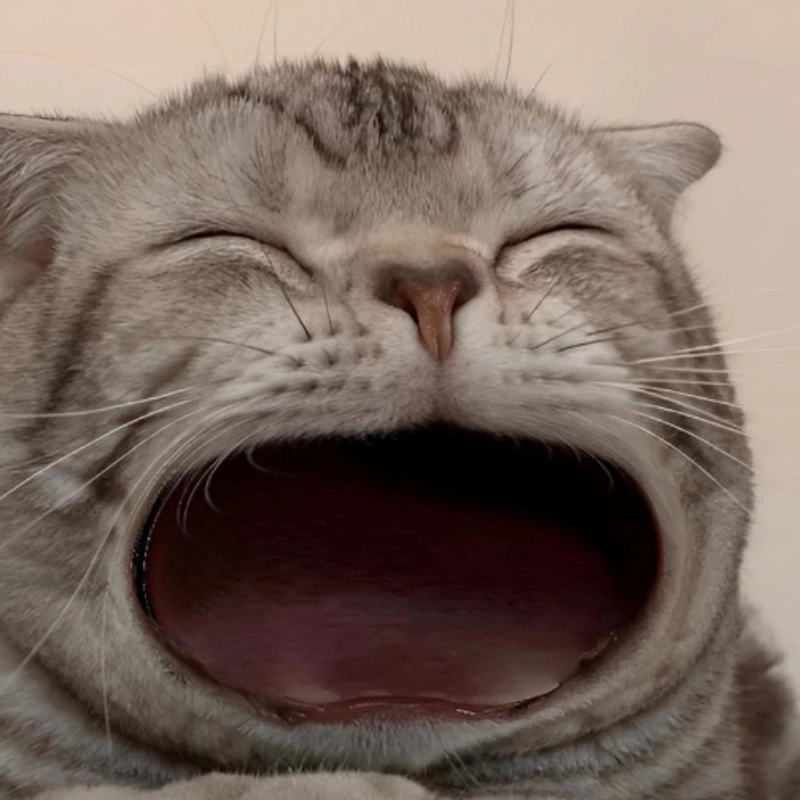 Meme há miệng cực kỳ hài hước và bất ngờ, xem ngay để không bỏ lỡ