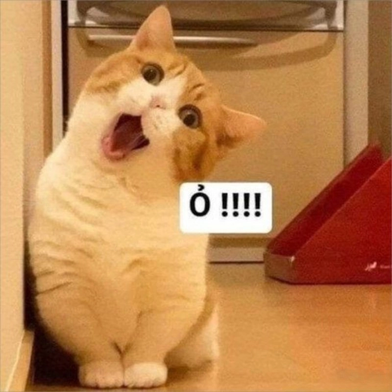 Meme mèo há mồm ngạc nhiên khiến bạn cười không ngừng với sự ngộ nghĩnh