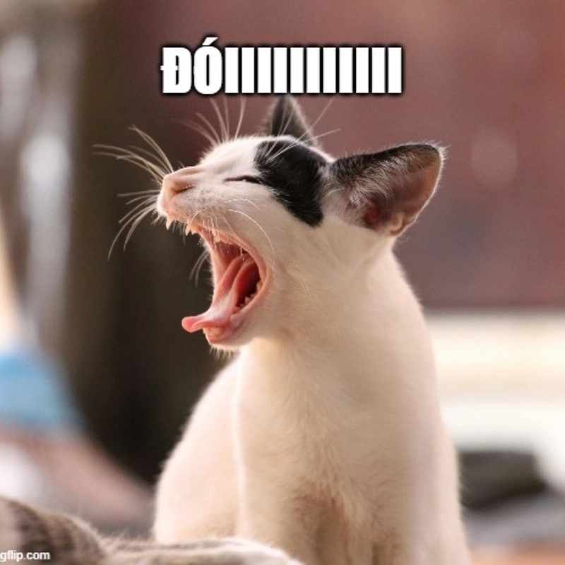 Há mồm ảnh chế meme mèo bựa mang lại tiếng cười sảng khoái và dễ thương