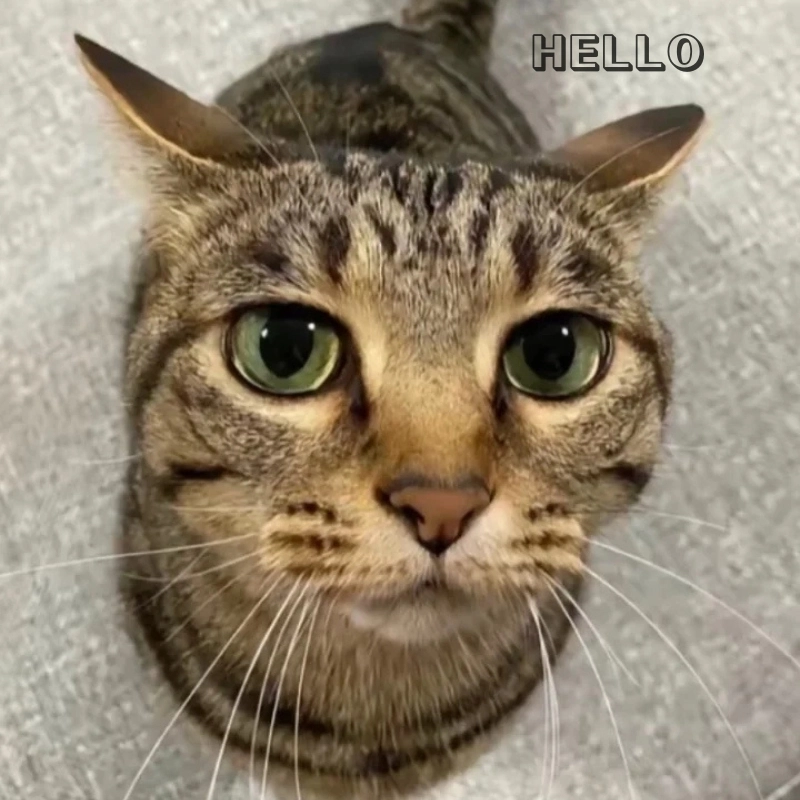 Hello meme cat cực đáng yêu, gửi ngay cho hội yêu mèo