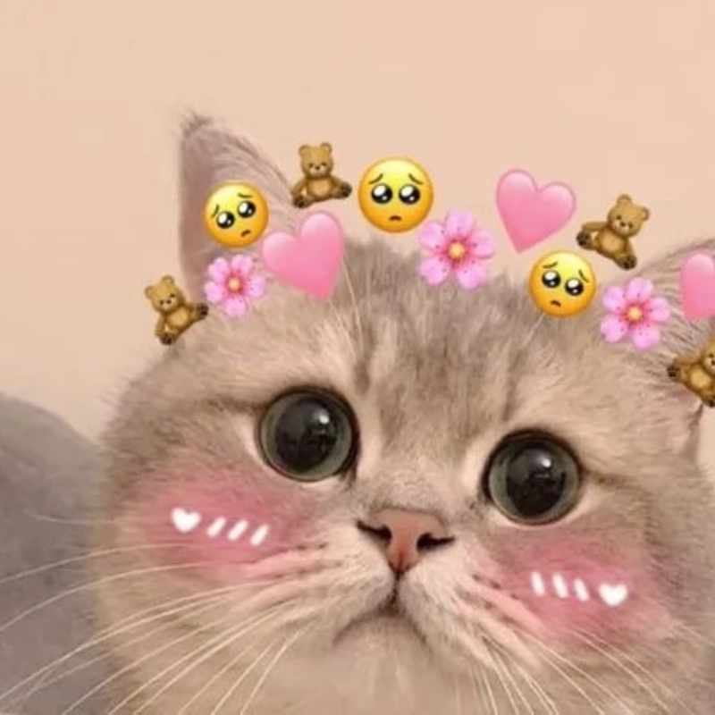 Góc nghiêng thần thánh trong meme meo mèo cute