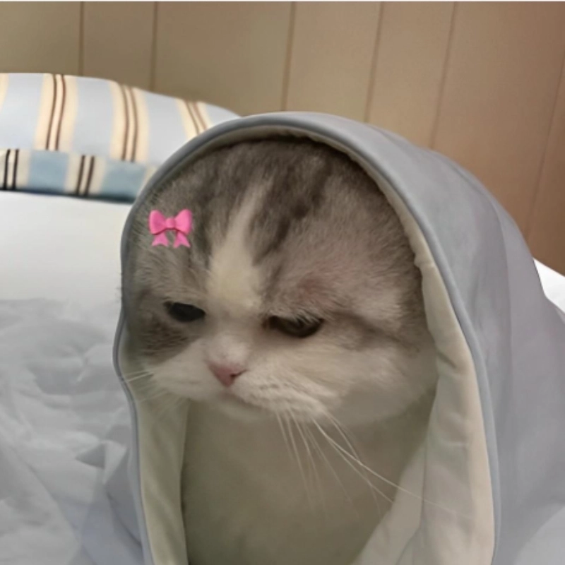 Khi boss giận dỗi trong meme mèo cute dỗi