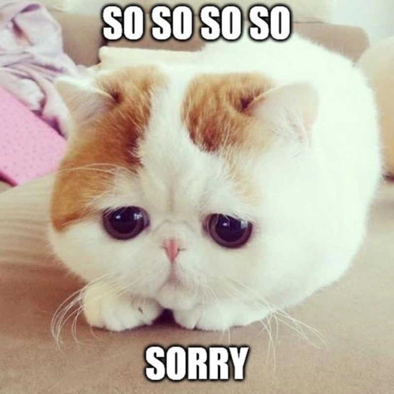 Lời xin lỗi đáng yêu từ meme mèo cute xin lỗi