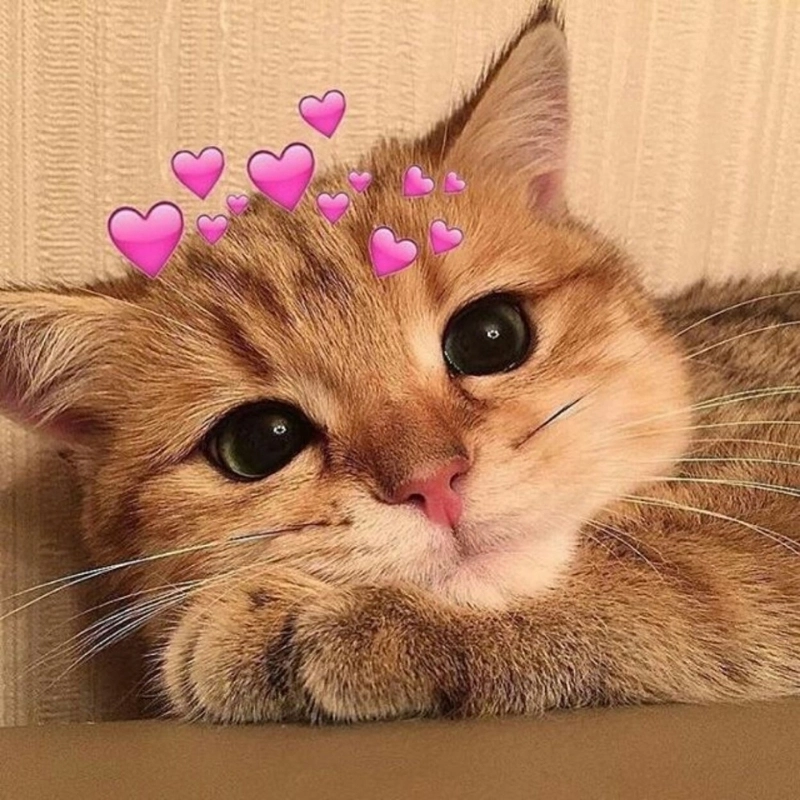 Không thể cưỡng lại sự đáng yêu từ meme con mèo cute