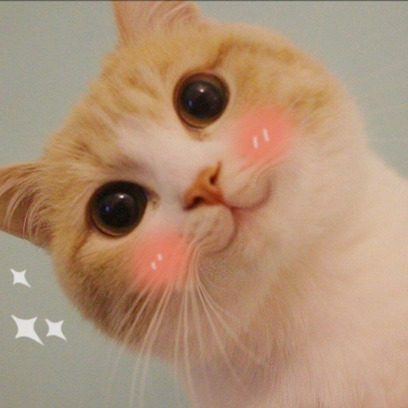 Nụ cười rạng rỡ trong meme mèo cute cười