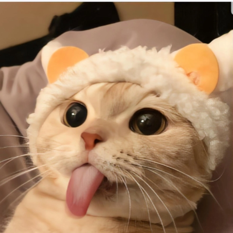 Khoảnh khắc đáng yêu qua meme ngộ nghĩnh ảnh mèo cute