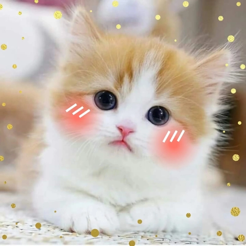 Lan tỏa yêu thương với meme ảnh mèo cute trái tim
