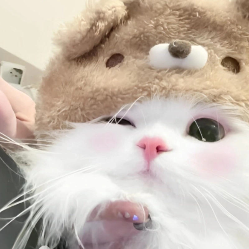 Cười xỉu với meme mèo cười cute