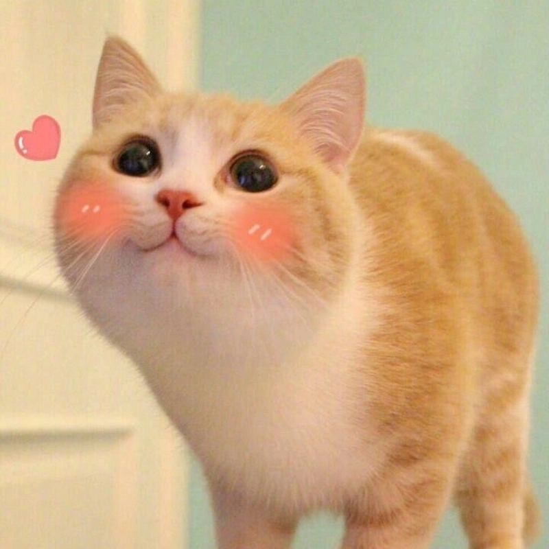 Cực dễ thương với meme mèo.cute