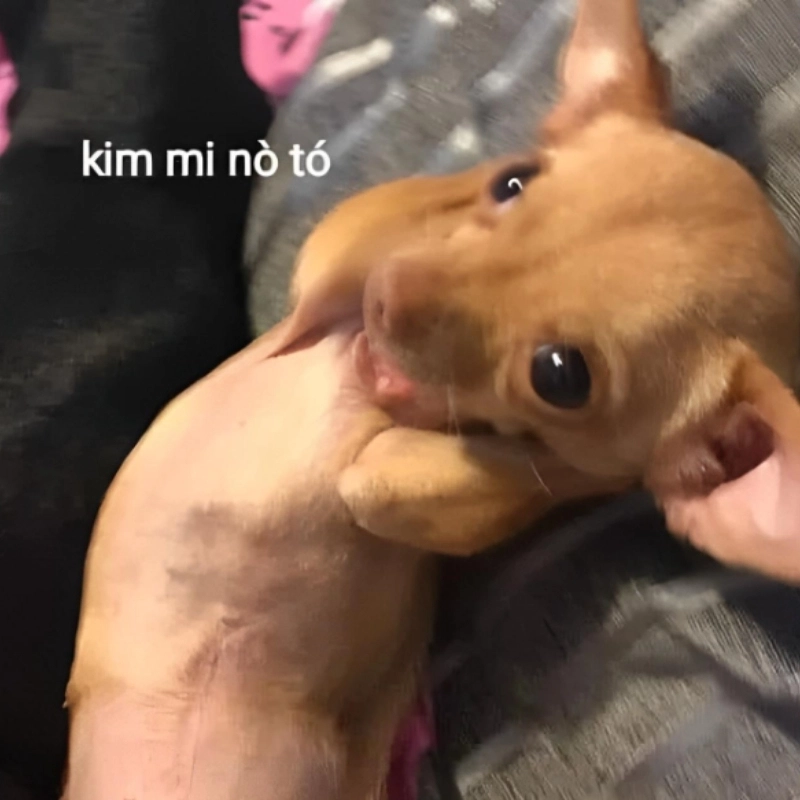 Meme chó ôm đầu dễ thương khiến bạn tan chảy bởi sự ngộ nghĩnh của thú cưng
