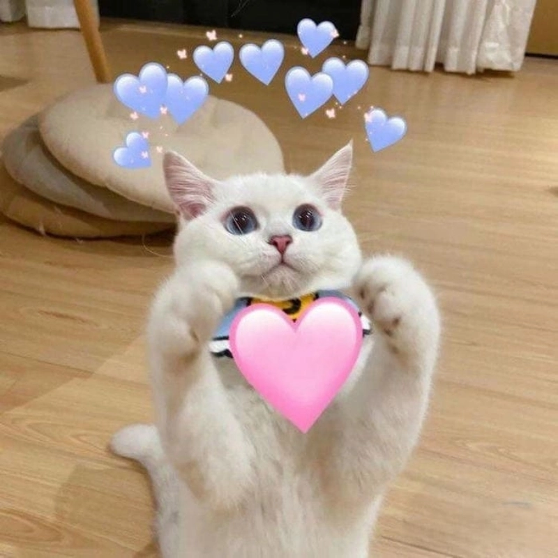 Mèo thả tim meme là hình ảnh cực kỳ đáng yêu và hài hước