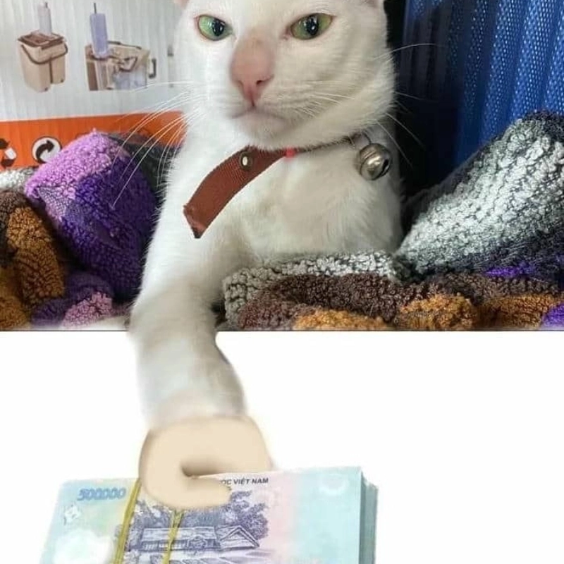 Đưa tiền đây meme cực vui nhộn khiến bạn không thể nhịn cười