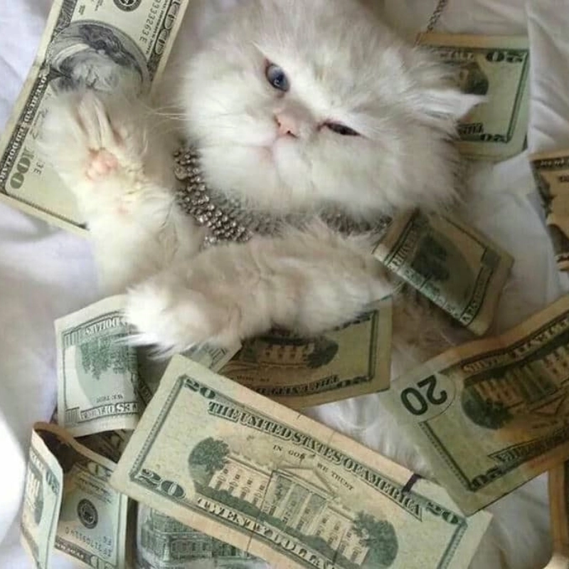 Meme mèo cầm tiền cực dễ thương mang lại tiếng cười sảng khoái
