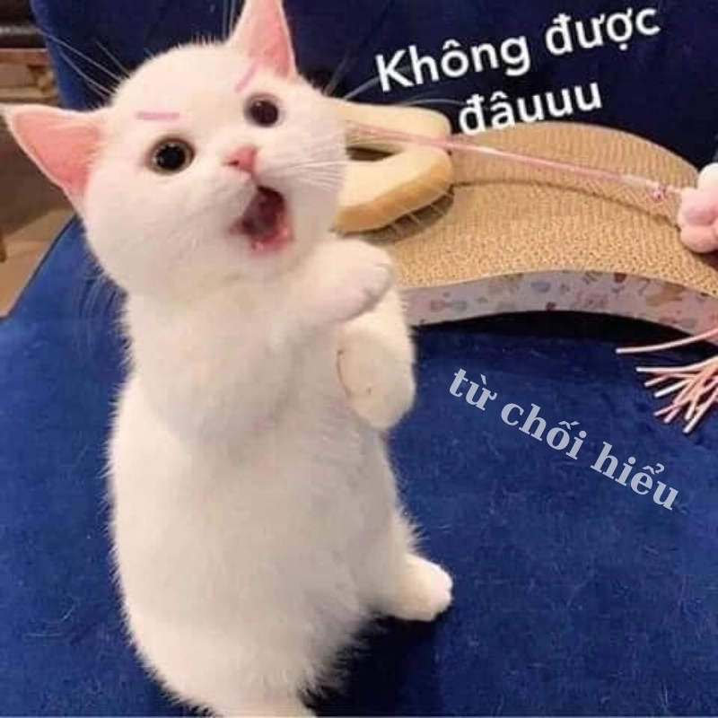 Meme mèo từ chối hiểu cực kỳ hài hước và bất ngờ, xem ngay để thư giãn
