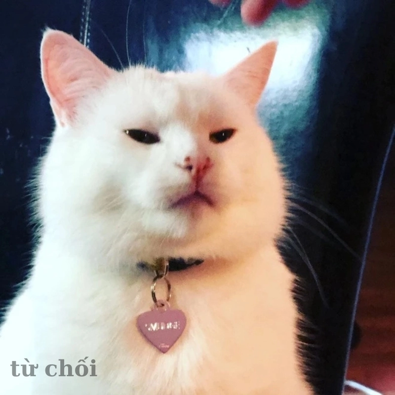 Meme mèo từ chối cực kỳ dễ thương và hài hước, bạn không thể bỏ qua