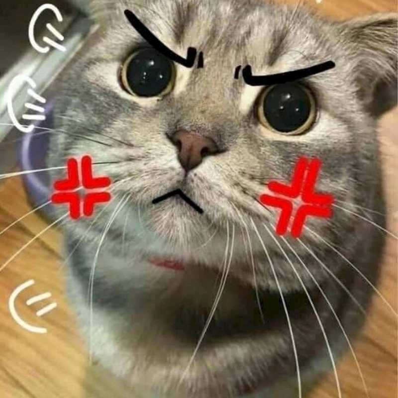 Ảnh mèo cute meme giận dỗi cực dễ thương