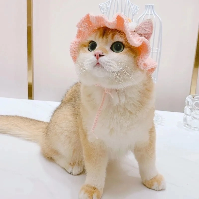 Avatar ảnh mèo cute meme cực kỳ dễ thương