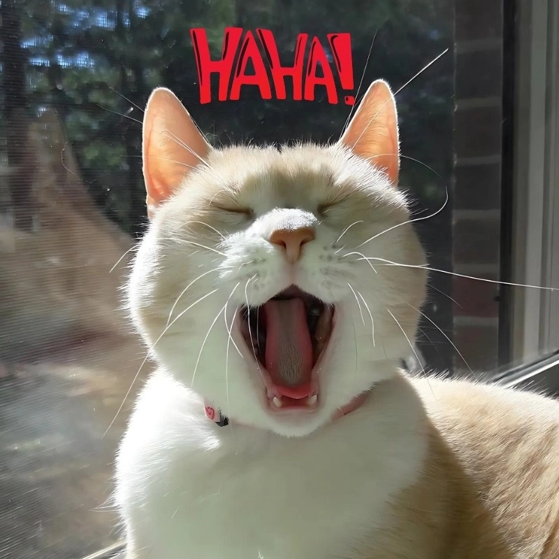 Há mồm cute meme mèo cười cực vui nhộn