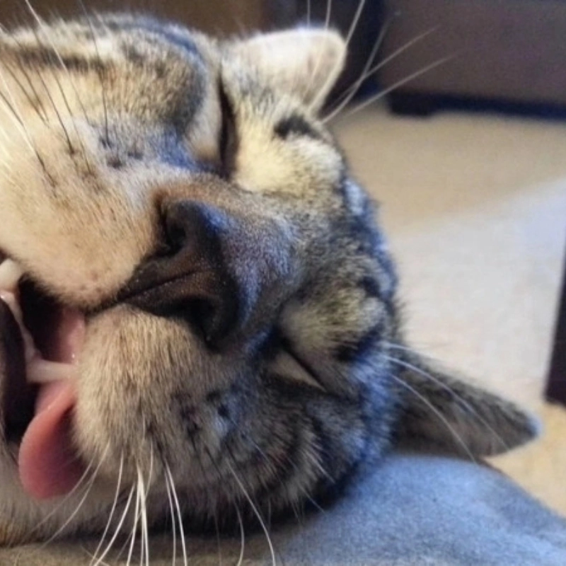 Ảnh mèo meme bựa cute cực ngộ nghĩnh