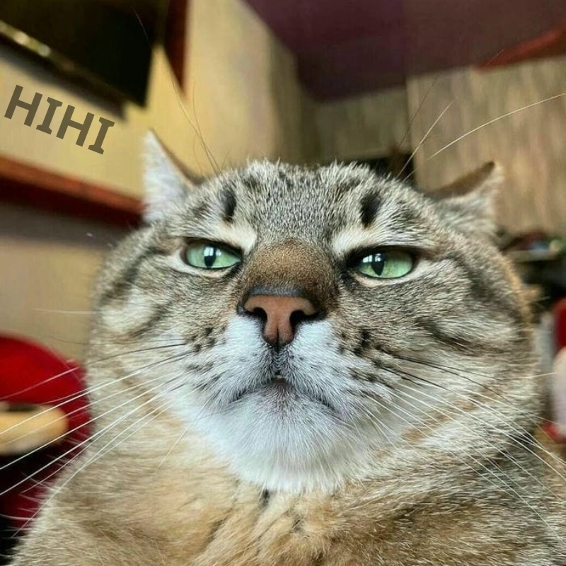 Meme mèo hihi cực đáng yêu