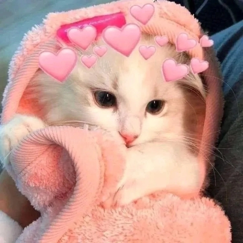 Trái tim meme mèo cute cực kỳ đáng yêu
