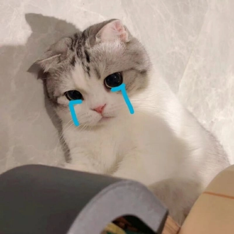 Khóc meme mèo cute cực cảm động