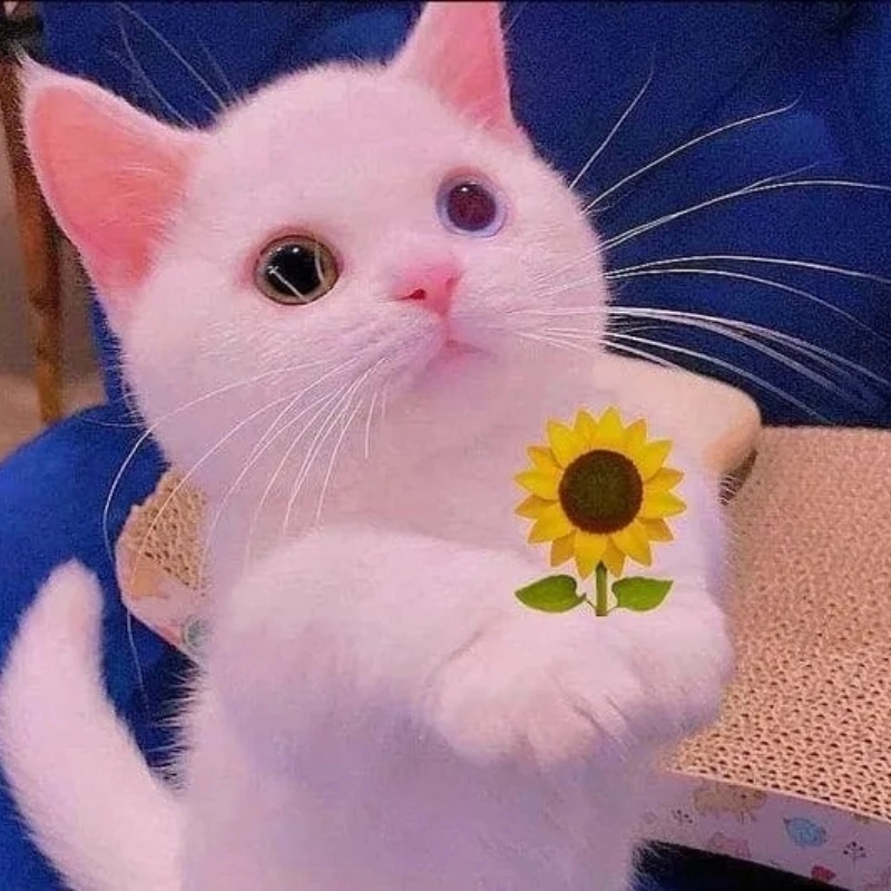 Cute meme mèo tặng hoa cực dễ thương