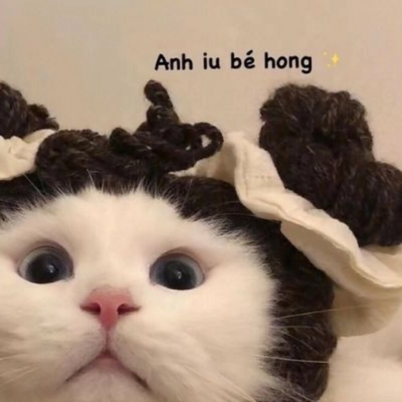 Meme mèo iu siêu dễ thương