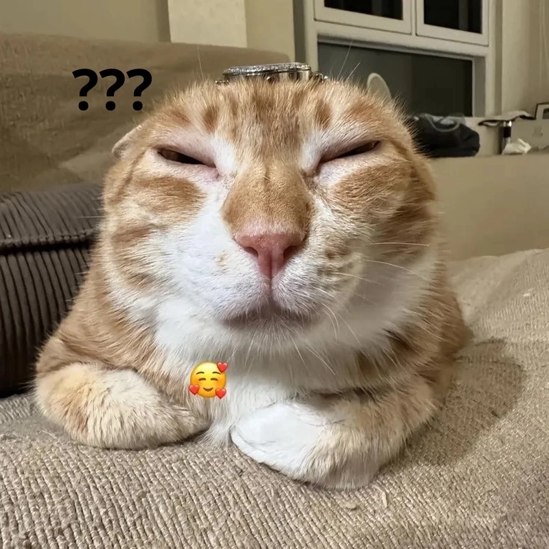 Khó hiểu meme mèo cute cực hài hước