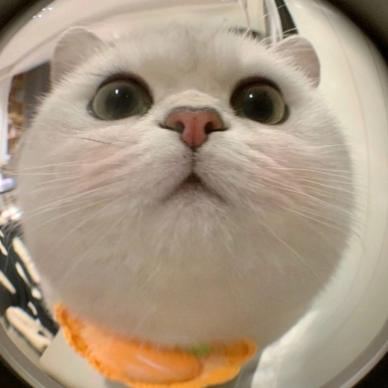 Vô tri meme mèo khóc cute cực kỳ ngộ nghĩnh