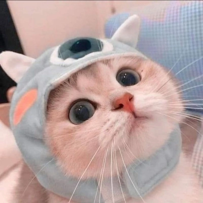 Ảnh meme cute mèo cực kỳ đáng yêu