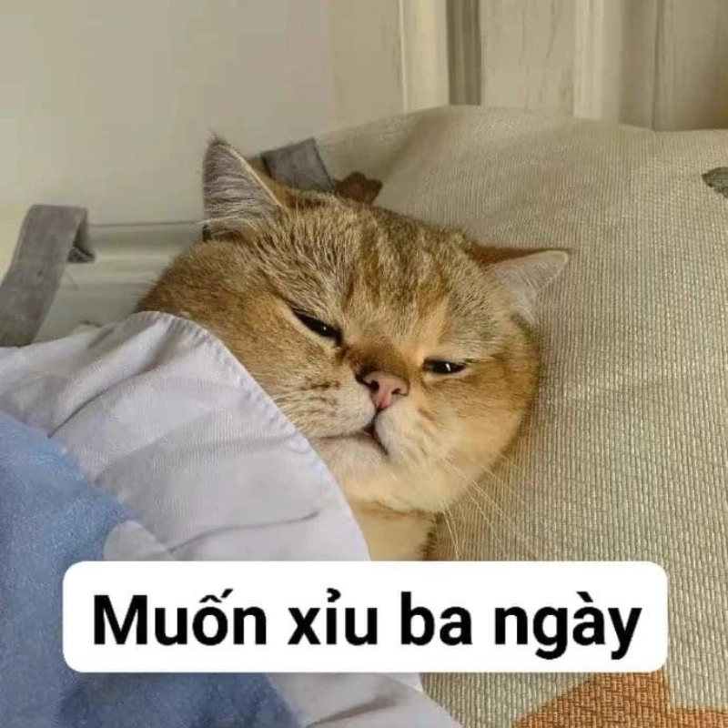 Meme mèo xỉu cực kỳ hài hước