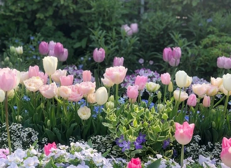 Ý nghĩa của hoa tulip tượng trưng cho tình yêu và sự may mắn