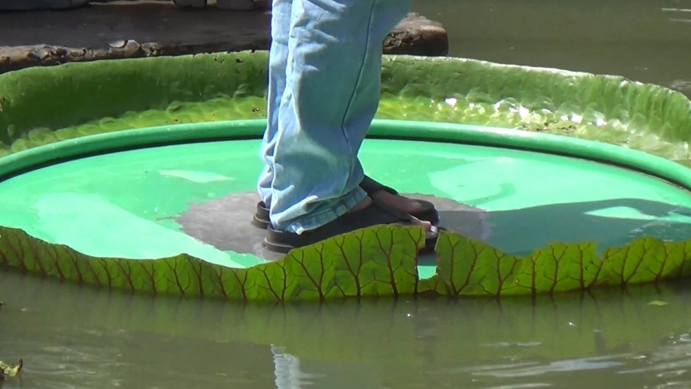 Trải nghiệm cá nhân khi thăm chùa Lá Sen 