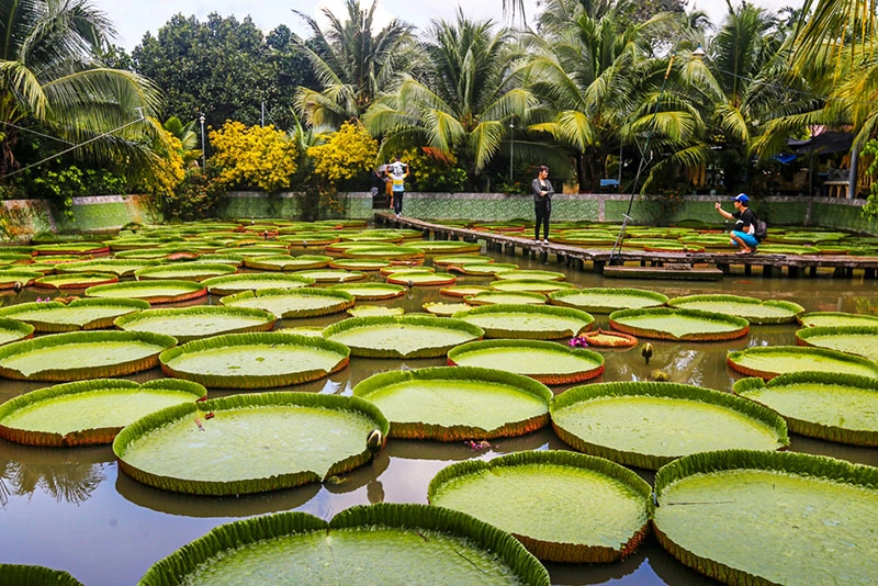 Hình ảnh Chùa Lá Sen sống động thể hiện vẻ đẹp cổ kính