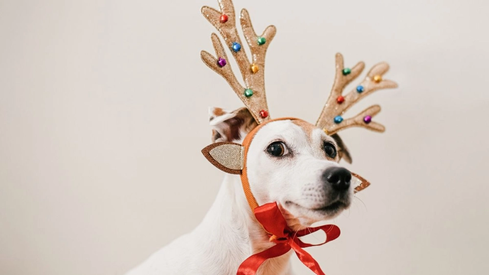 Ảnh avatar giáng sinh rực rỡ mùa lễ hội