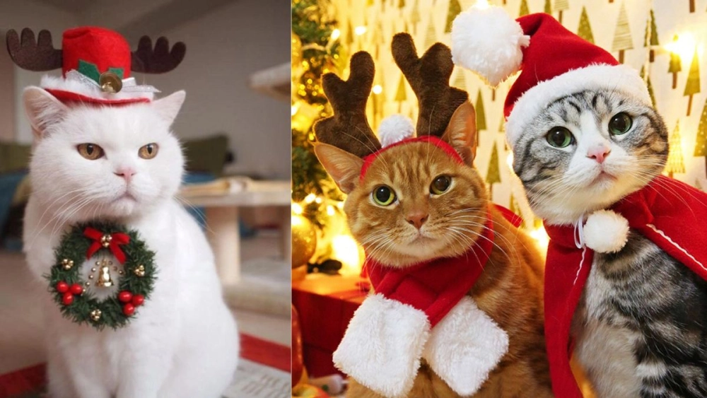 Ảnh noel lung linh gợi cảm xúc an yên