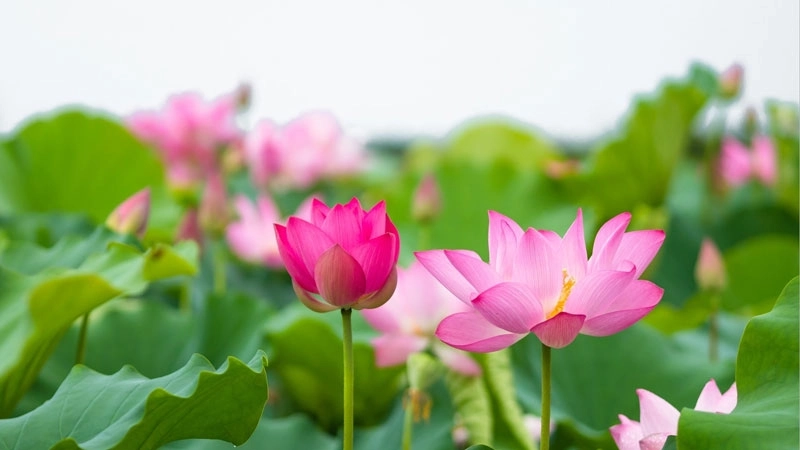 Avatar hoa sen mang vẻ đẹp thanh khiết và tinh tế