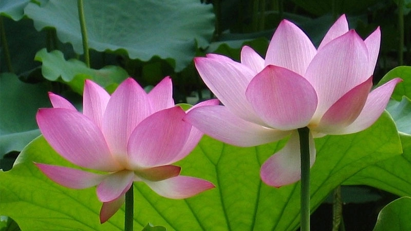 Avatar hoa sen hồng mang nét dịu dàng, đáng yêu và nhẹ nhàng