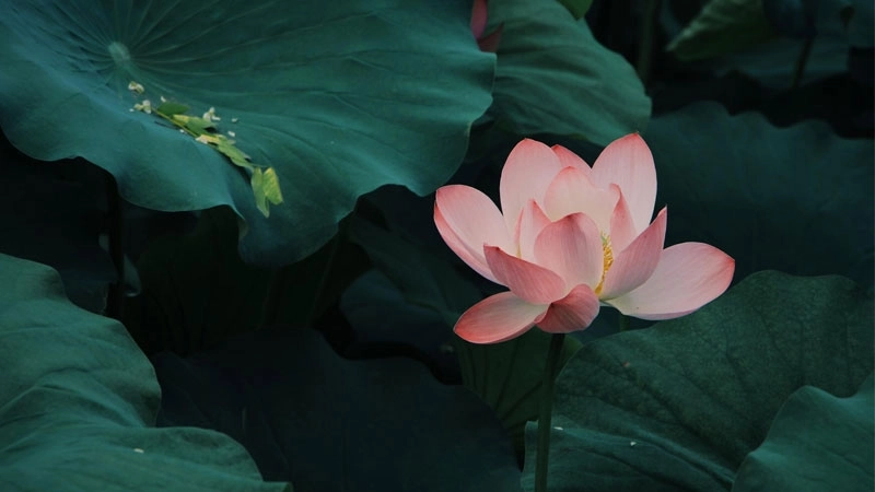 Ảnh avatar hoa sen lan tỏa vẻ đẹp nhẹ nhàng, trang nhã