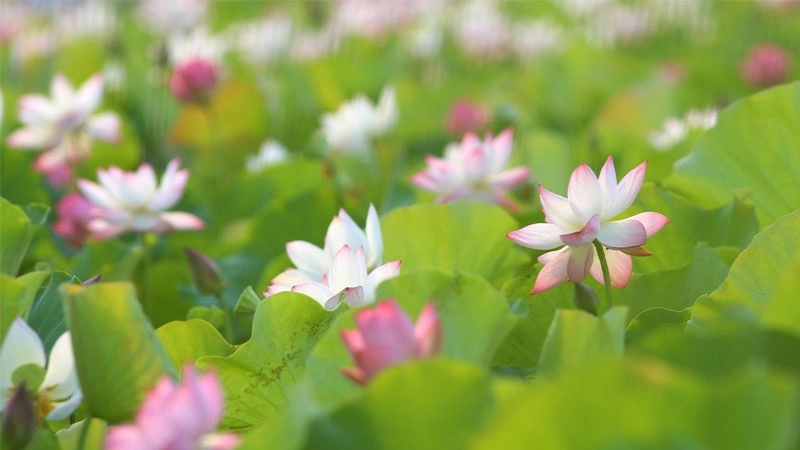 Avatar hoa sen đẹp tạo điểm nhấn thanh thoát và cuốn hút