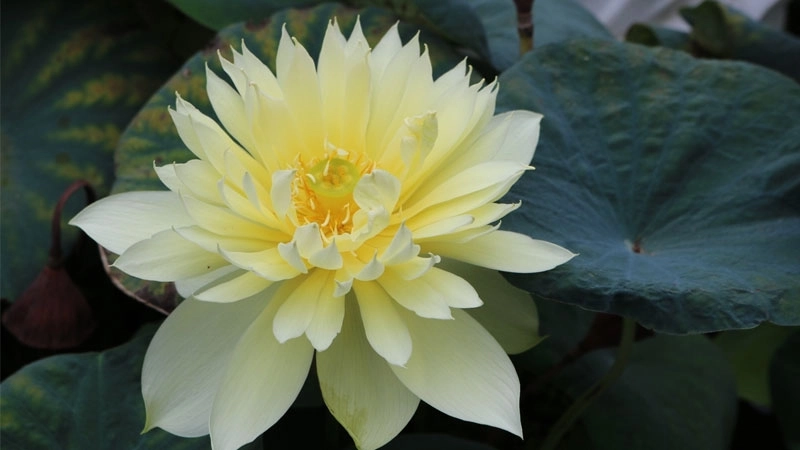 Hình avatar hoa sen ghi lại vẻ đẹp dịu dàng và tinh tế