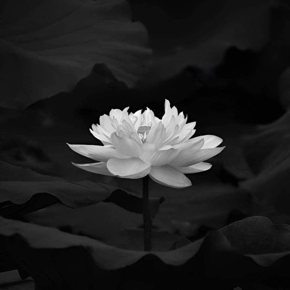 Avatar chia buồn hoa sen trắng đám tang thể hiện sự trang nghiêm