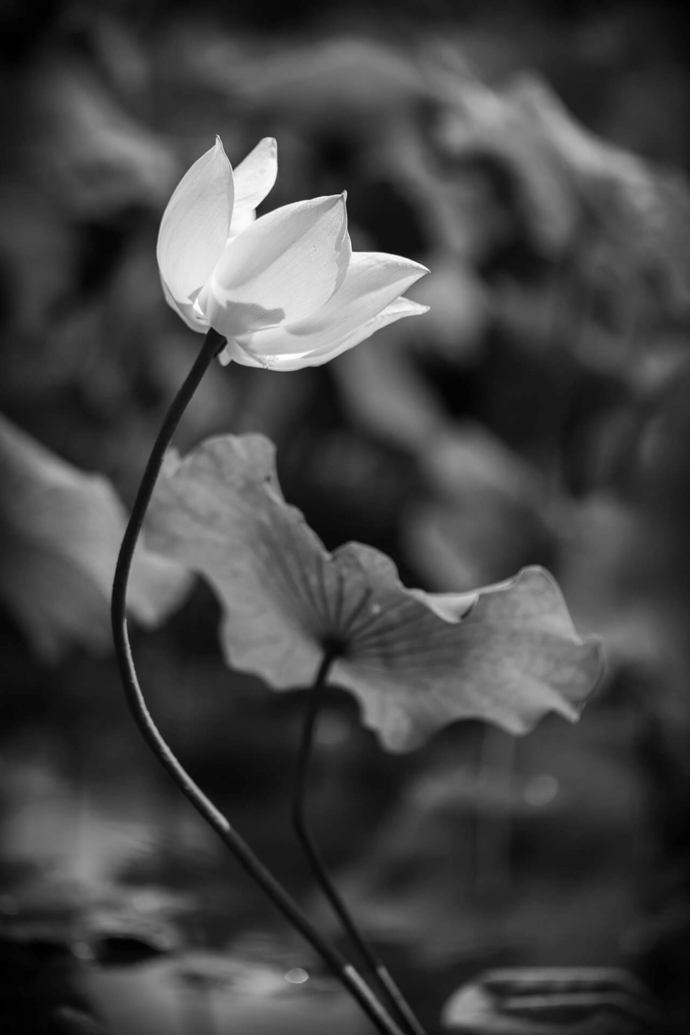 Avatar hoa sen trắng ghi lại nét dịu dàng thuần khiết