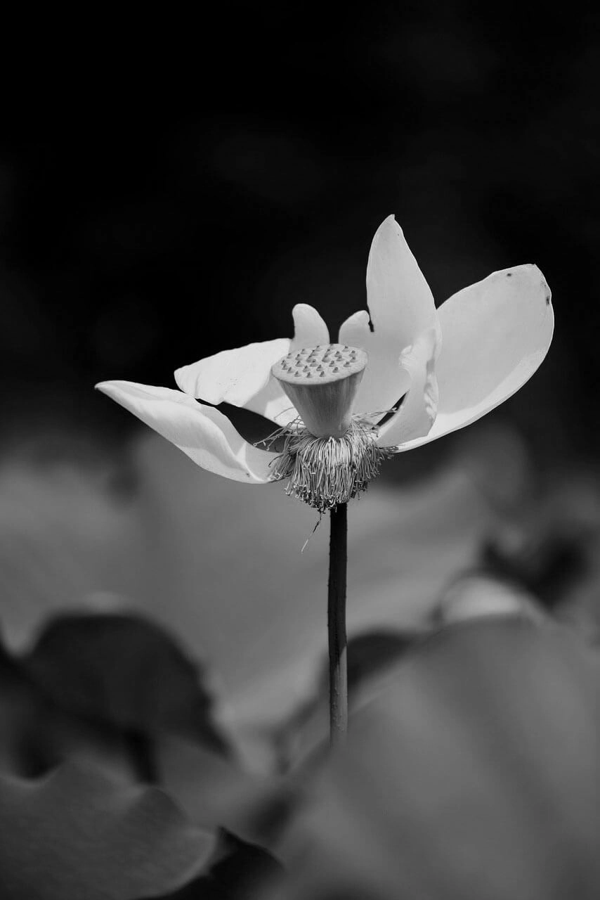 Avatar buồn hoa sen trắng đám tang tạo cảm xúc sâu lắng