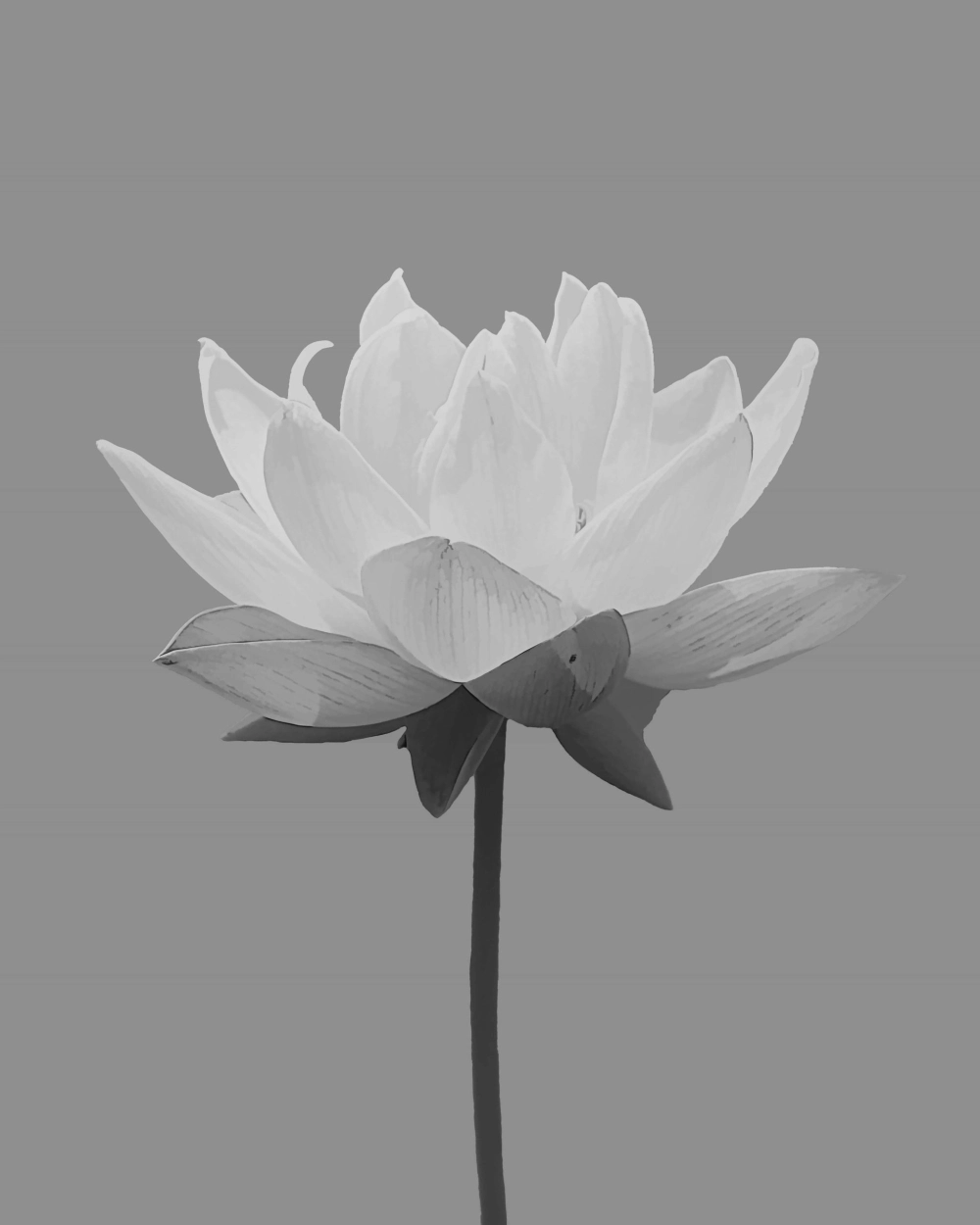 Avatar hoa sen đen mang phong cách huyền bí và sang trọng