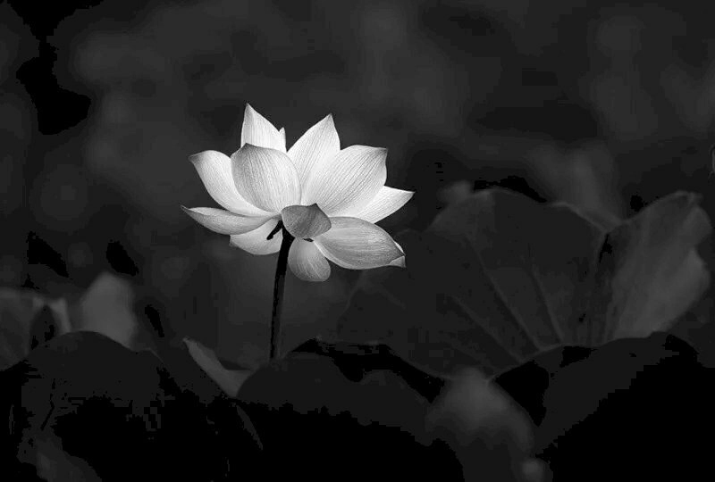 Tips dùng ảnh avatar hoa sen phù hợp