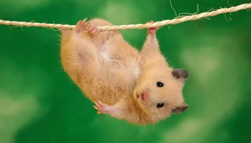 Chuột hamster meme tạo điểm nhấn hài hước