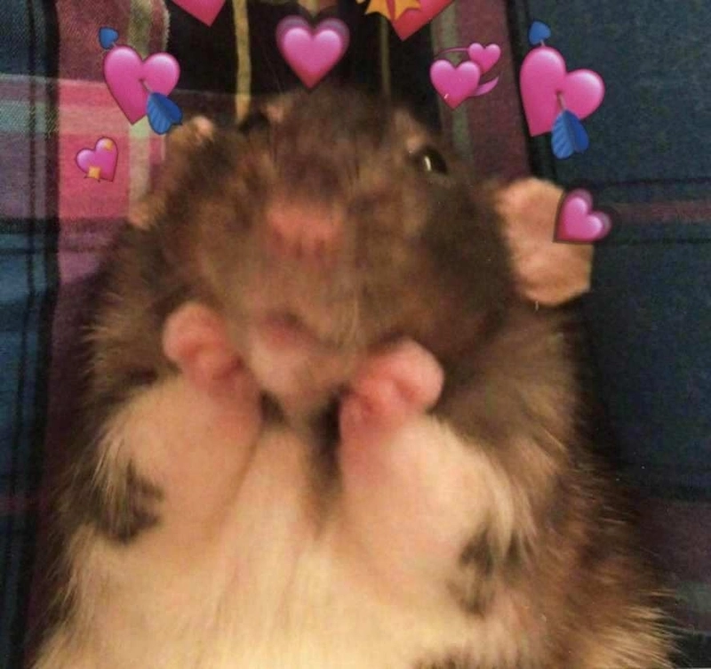 Meme chuột hamster lan tỏa niềm vui bất tận