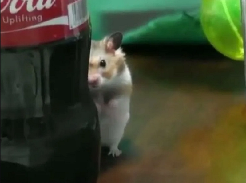 Hình ảnh chuột hamster meme độc đáo lạ mắt